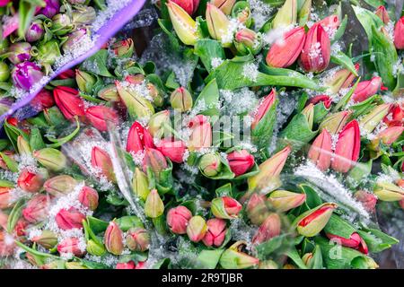 Bouquet di tulipani. Presente per il 8 marzo, Giornata Internazionale della Donna, decorazione per le Feste della Madre con fiori Foto Stock