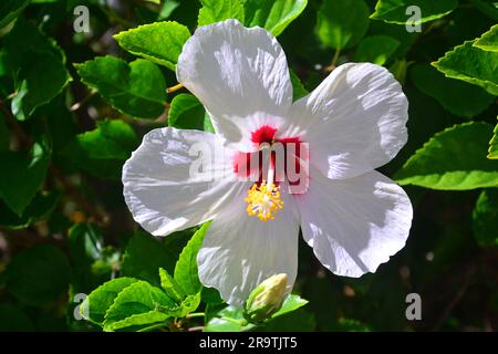 Fiore di ibisco bianco con centro o centro rosso in Thailandia, Asia, nome scientifico: Hibiscus rosa-sinensis Foto Stock