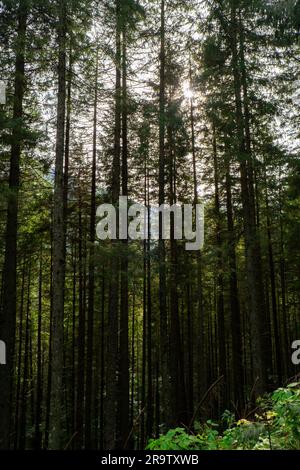 Sentiero stretto che conduce a alberi verdi nella foresta nelle giornate di sole. Buio vuoto misterioso vicolo attraverso il verde alberi decidui. Paesaggio idilliaco. Sentiero a piedi Woodland Foto Stock