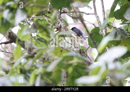 Solitario dalla gola rufica (Myadestes genibarbis) in Giamaica Foto Stock