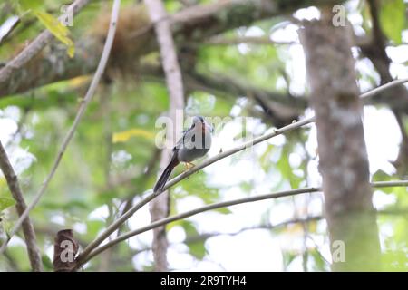 Solitario dalla gola rufica (Myadestes genibarbis) in Giamaica Foto Stock