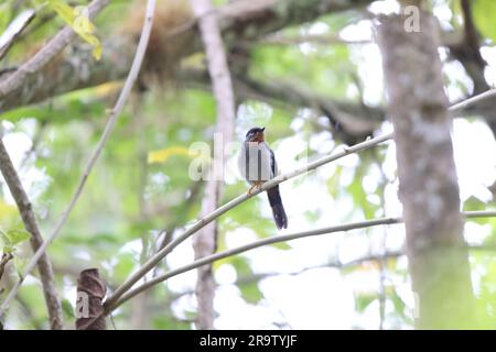 Solitario dalla gola rufica (Myadestes genibarbis) in Giamaica Foto Stock