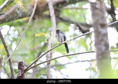 Solitario dalla gola rufica (Myadestes genibarbis) in Giamaica Foto Stock