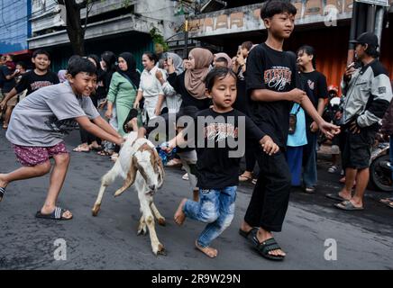 Malang, Giava Orientale, Indonesia. 29 giugno 2023. I musulmani indonesiani sfilano centinaia di bestiame (capre e mucche) prima di essere macellati, durante le celebrazioni dell'Eid al-Adha per le strade della città di Malang, Giava orientale, Indonesia, il 29 giugno, 2023.i musulmani in tutto il mondo celebrano Eid al-Adha per commemorare la disponibilità del Profeta Ibrahim a sacrificare suo figlio come segno della sua obbedienza a Dio, durante la quale sacrificano animali ammissibili, generalmente capre, pecore e mucche. (Immagine di credito: © Aman Rochman/ZUMA Press Wire) SOLO USO EDITORIALE! Non per USO commerciale! Foto Stock