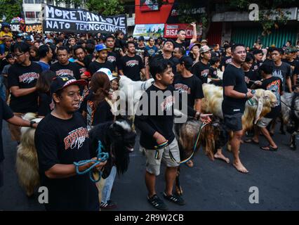 Malang, Giava Orientale, Indonesia. 29 giugno 2023. I musulmani indonesiani sfilano centinaia di bestiame (capre e mucche) prima di essere macellati, durante le celebrazioni dell'Eid al-Adha per le strade della città di Malang, Giava orientale, Indonesia, il 29 giugno, 2023.i musulmani in tutto il mondo celebrano Eid al-Adha per commemorare la disponibilità del Profeta Ibrahim a sacrificare suo figlio come segno della sua obbedienza a Dio, durante la quale sacrificano animali ammissibili, generalmente capre, pecore e mucche. (Immagine di credito: © Aman Rochman/ZUMA Press Wire) SOLO USO EDITORIALE! Non per USO commerciale! Foto Stock