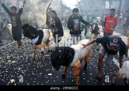 Malang, Giava Orientale, Indonesia. 29 giugno 2023. I musulmani indonesiani sfilano centinaia di bestiame (capre e mucche) prima di essere macellati, durante le celebrazioni dell'Eid al-Adha per le strade della città di Malang, Giava orientale, Indonesia, il 29 giugno, 2023.i musulmani in tutto il mondo celebrano Eid al-Adha per commemorare la disponibilità del Profeta Ibrahim a sacrificare suo figlio come segno della sua obbedienza a Dio, durante la quale sacrificano animali ammissibili, generalmente capre, pecore e mucche. (Immagine di credito: © Aman Rochman/ZUMA Press Wire) SOLO USO EDITORIALE! Non per USO commerciale! Foto Stock