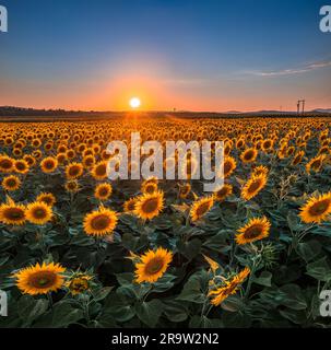 Balatonfuzfo, Ungheria - campo di girasole in colori caldi in estate con sole tramontato e cielo azzurro sullo sfondo vicino al lago Balaton. Agricolo Foto Stock