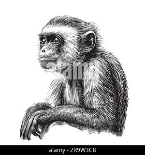 Simpatico schizzo di scimmia cappuccino disegnato a mano stile realistico Illustrazione Vettoriale