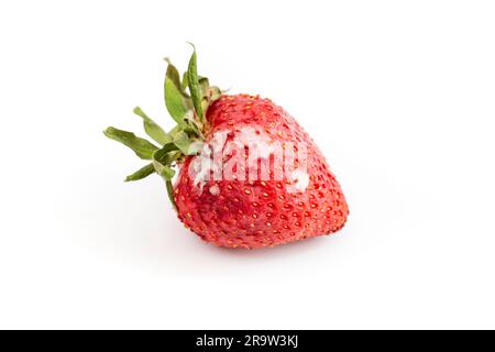 Fragola modellata viziata isolata su sfondo bianco Foto Stock