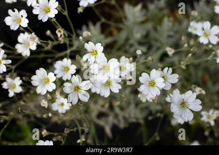 Fiori di tomentoso Cerastio, o neve in estate, messa a fuoco morbida primo piano Foto Stock