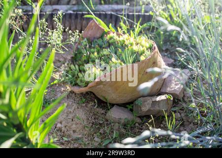 Piante succulente in un grande vaso di ceramica rotto. Concetto riutilizzabile. Foto Stock