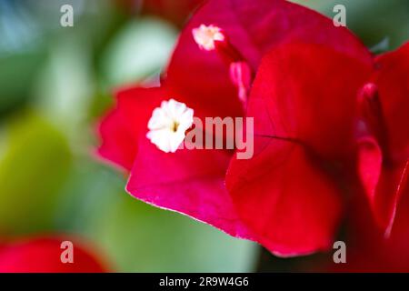 Antenna bouganvillea in gruppi con bratti colorati papillose, di diverse varietà di fiori singoli o doppi che sono piante perenni, arrampicata, Foto Stock