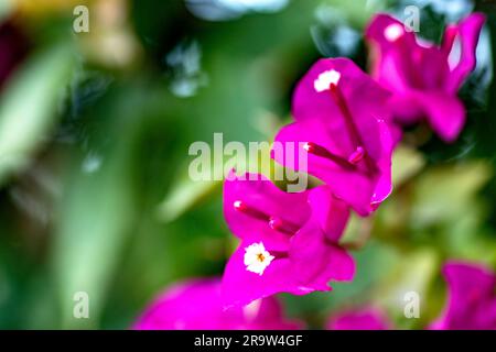 Fiori di bouganville in gruppi con bratta colorata papillosa, di diverse varietà di fiori singoli o doppi che sono piante perenni, arrampicate, Foto Stock