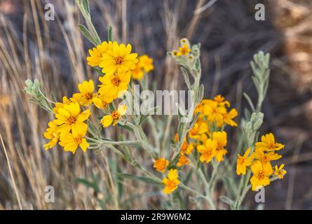 Calendula del deserto in fiore, deserto del Chihuahuan, Big Bend National Park, Texas, Stati Uniti Foto Stock