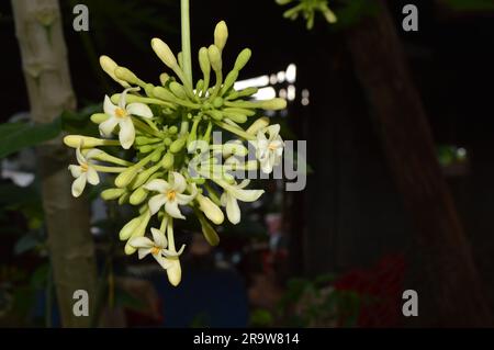 Il fiore di papaia o il fiore di pewpaw sono in piena espansione. Foto Stock