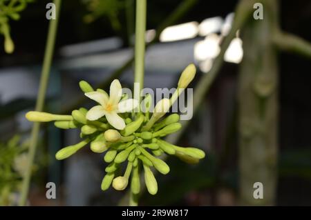 Il fiore di papaia o il fiore di pewpaw sono in piena espansione. Foto Stock