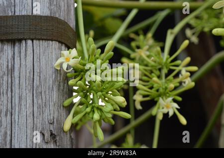 Il fiore di papaia o il fiore di pewpaw sono in piena espansione. Foto Stock