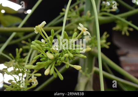 Il fiore di papaia o il fiore di pewpaw sono in piena espansione. Foto Stock