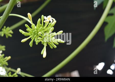Il fiore di papaia o il fiore di pewpaw sono in piena espansione. Foto Stock