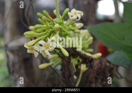 Il fiore di papaia o il fiore di pewpaw sono in piena espansione. Foto Stock