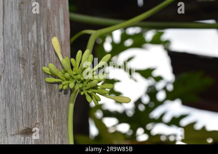 Il fiore di papaia o il fiore di pewpaw sono in piena espansione. Foto Stock