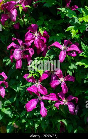 Clematis Rouge Cardinal Vine, conosciuta anche come Old Mans Beard in fiore durante l'estate nel giardino del Regno Unito Foto Stock