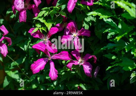 Clematis Rouge Cardinal Vine, conosciuta anche come Old Mans Beard in fiore durante l'estate nel giardino del Regno Unito Foto Stock