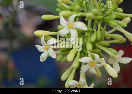 Il fiore di papaia o il fiore di pewpaw sono in piena espansione. Foto Stock