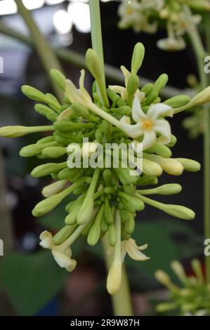 Il fiore di papaia o il fiore di pewpaw sono in piena espansione. Foto Stock