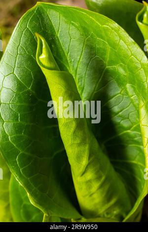 Cuckoopint o Arum maculatum freccia a forma di foglia, boschiva pianta velenosa in famiglia Araceae. foglie a forma di freccia. Altri nomi sono nakeshead, adder's ro Foto Stock