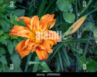 Vista ravvicinata del fiore rosso e arancione brillante fiorito di hemerocallis fulva kwanso, noto anche come arancio diurno con gemme in giardino Foto Stock