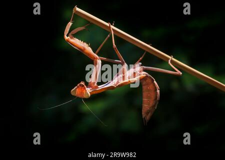 primo piano di mantis preganti seduti su un gambo asciutto su sfondo nero Foto Stock