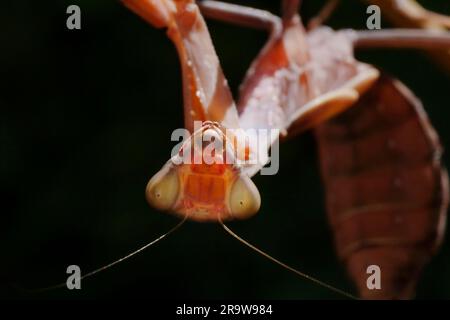 primo piano della testa di mantis preghiere seduti su steli asciutti su sfondo nero Foto Stock