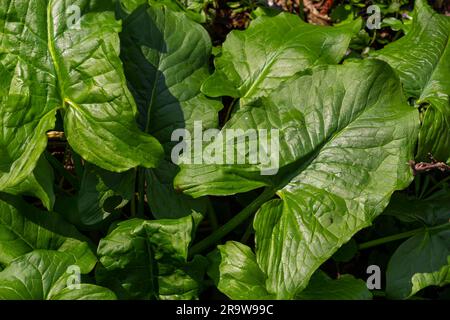 Cuckoopint o Arum maculatum freccia a forma di foglia, boschiva pianta velenosa in famiglia Araceae. foglie a forma di freccia. Altri nomi sono nakeshead, adder's ro Foto Stock