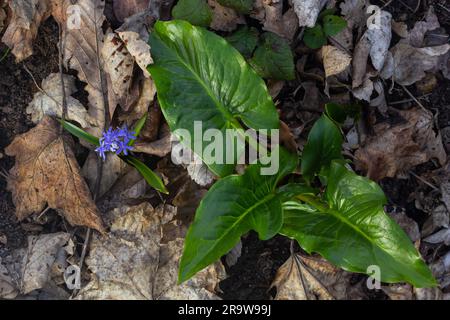 Cuckoopint o Arum maculatum freccia a forma di foglia, boschiva pianta velenosa in famiglia Araceae. foglie a forma di freccia. Altri nomi sono nakeshead, adder's ro Foto Stock