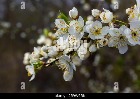 Fuoco selettivo dei rami bei dei fiori di prugna sull'albero sotto il cielo blu, i fiori di Sakura bei durante la stagione primaverile nel parco, p floreale Foto Stock