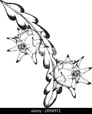 Frutti di drago pitaya tropicale su grafica vettoriale ramificata in bianco e nero disegno della silhouette Illustrazione Vettoriale
