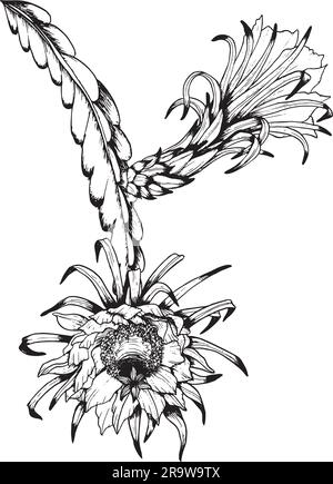 Il vettore Epiphyllum cactus si ramifica con fiori. Illustrazione del contorno in bianco e nero del clipart grafico del frutto del drago Illustrazione Vettoriale