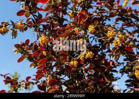 Berberis thunbergii arbusto fiorito ornamentale alla bacca giapponese, gruppo di bei fiori di petalo giallo in fiore, foglie viola-rossastre. Foto Stock