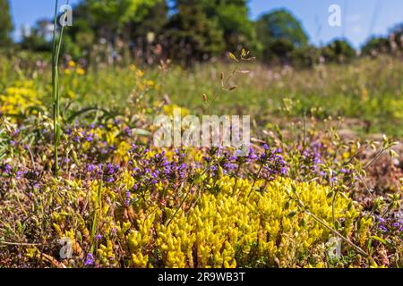 Goldmoss stonecrop e basilico timo fiorito su una brughiera Foto Stock