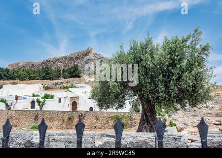 Die Festung mit der Akropolis hinter einem prächtigen Olivenbaum a Lindos auf Rhodos Foto Stock