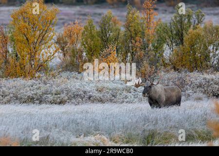 Alci europei, alci (Alces alces). Bull al Fulufjaellet National Park in autunno. Svezia Foto Stock