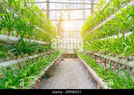 L'isola cinese di Hainan si trova ai tropici e la foto mostra le orchidee coltivate in serre Foto Stock