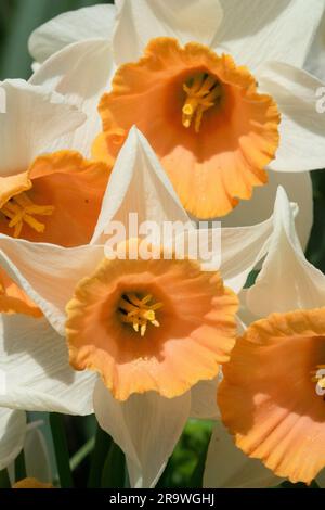 Narciso "Accent" Daffodil "Accent" Daffodil, Fiore, Ritratto Foto Stock