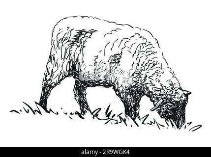 pecora - animale di fattoria, illustrazione disegnata a mano Illustrazione Vettoriale