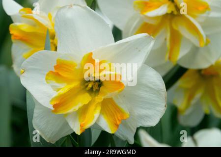 Papillon, Daffodil, Narciso "Broadway Star" Foto Stock