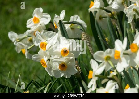 Amaryllidaceae, Narcissus "Geranium" Daffodil Foto Stock