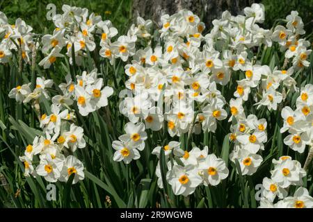 Bianco, narcisi, Narciso Geranio, fioritura, perenni, Paperwhite Daffodil, fioritura Foto Stock