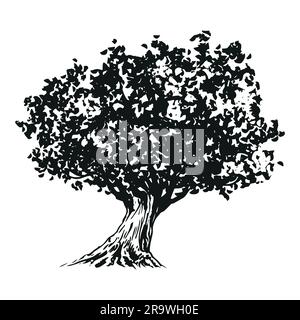 albero di ulivo - illustrazione in bianco e nero Illustrazione Vettoriale