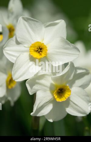 Paperwhite Daffodil, Narciso Aspasia Narciso ritratto floreale Foto Stock